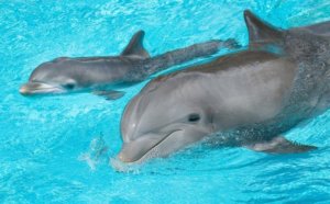 Baby-Dolphin-at-Discovery-Cove orlando