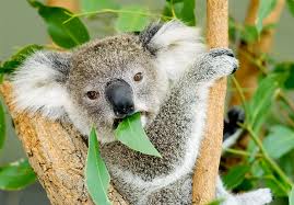 koalaeat