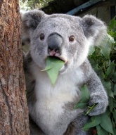 suprised_koala_eating_leaf
