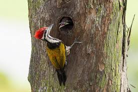 Woodpecker and chick
